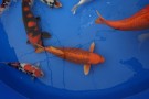 Auction Koi