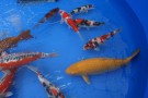 Auction Koi