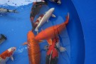 Auction Koi