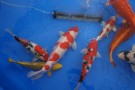 Auction Koi