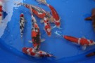 Auction Koi