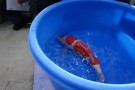 Auction Koi