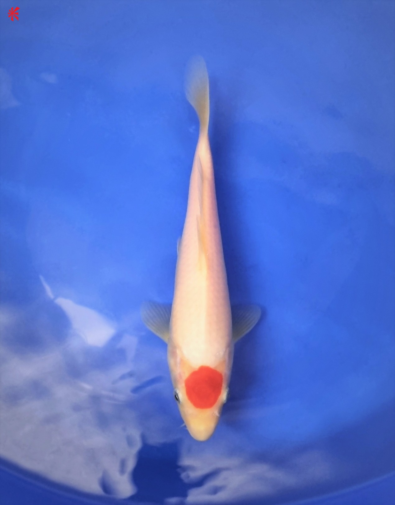 Ref 1046 Tancho Kohaku Koi Logic