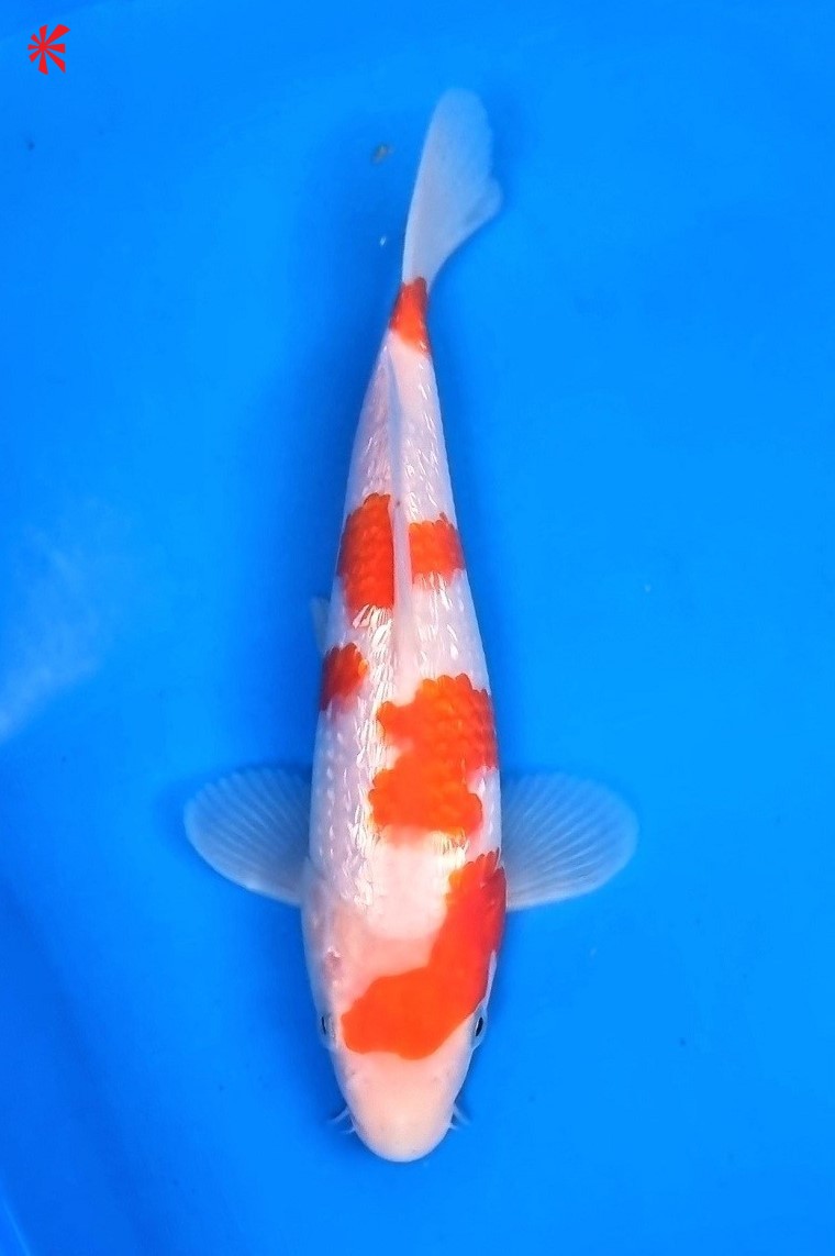 Ref TA019 Gin-rin Kohaku - SOLD - Koi Logic