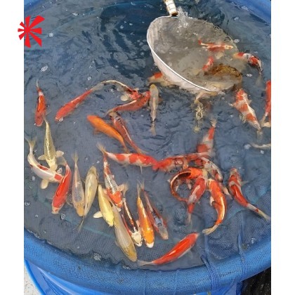 Norfine Culling Nets Norfine Culling Nets