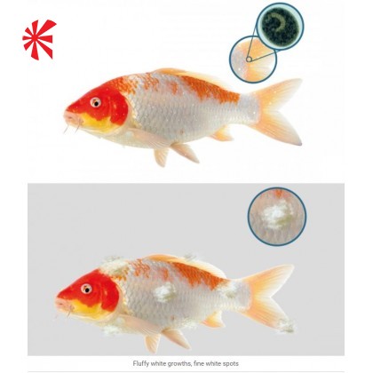 NT Labs Koi Care - Malachite NT Labs Koi Care - Malachite