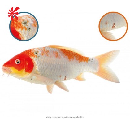 NT Labs Koi Care - Argusol NT Labs Koi Care - Argusol