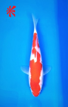 Ref 1008 - Kohaku Ref 1008 - Kohaku
