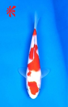 Ref 1022 - Maruten Kohaku Ref 1022 - Maruten Kohaku