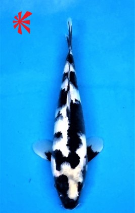 Ref TA002 Shiro Utsuri Ref TA002 Shiro Utsuri