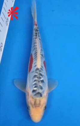 Ref TA003 Gin-rin Shusui Ref TA003 Gin-rin Shusui