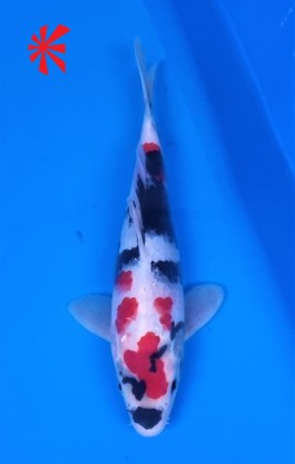 Ref TA004 Showa Ref TA004 Showa