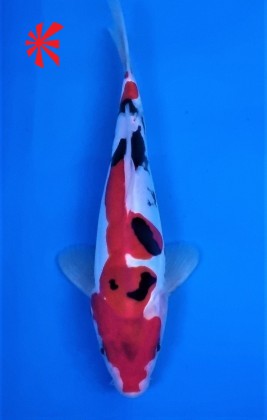 Ref TA006 Doitsu Sanke - SOLD Ref TA006 Doitsu Sanke - SOLD