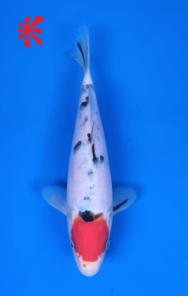 Ref TA008 Tancho Sanke Ref TA008 Tancho Sanke