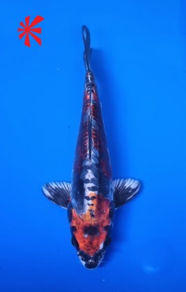 Ref TA009 Kikokuryu Ref TA009 Kikokuryu