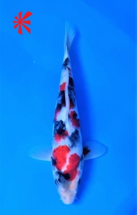 Ref TA011 Showa Ref TA011 Showa