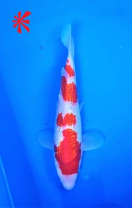 Ref TA012 Gin-rin Kohaku Ref TA012 Gin-rin Kohaku
