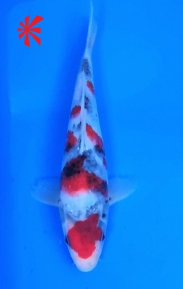 Ref TA013 Maruten Showa Ref TA013 Maruten Showa