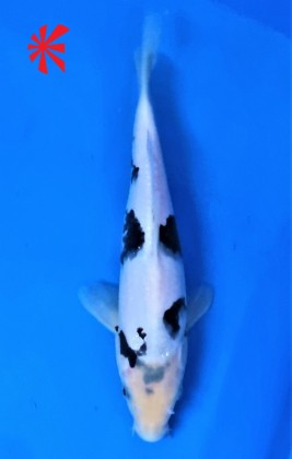 Ref TA014 Shiro Utsuri Ref TA014 Shiro Utsuri