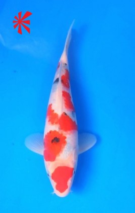 Ref TA017 Maruten Sanke Ref TA017 Maruten Sanke