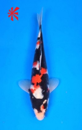 Ref TA018 Showa Ref TA018 Showa