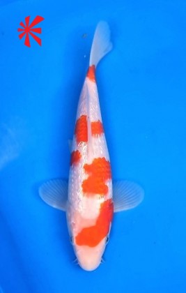 Ref TA019 Gin-rin Kohaku - SOLD Ref TA019 Gin-rin Kohaku - SOLD