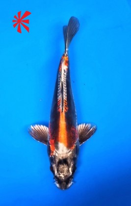 Ref TA020 Kikokuryu Ref TA020 Kikokuryu