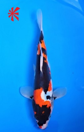 Ref TA022 Doitsu Showa Ref TA022 Doitsu Showa