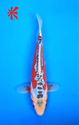 Ref TA024 Hana Shusui Ref TA024 Hana Shusui