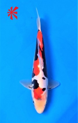 Ref TA025  Beni Kumonryu Ref TA025  Beni Kumonryu