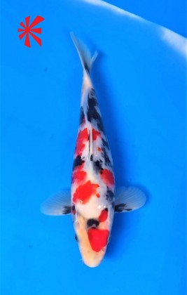 Ref TA026 Showa Ref TA026 Showa