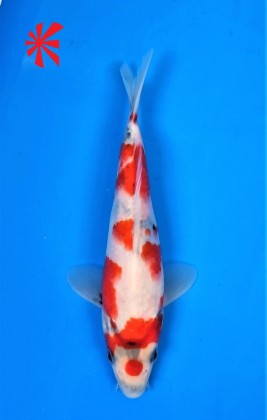 Ref TA027 Maruten Showa Ref TA027 Maruten Showa