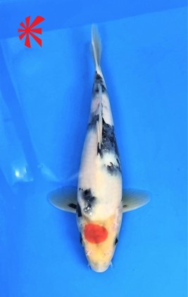 Ref TA028 Tancho Showa - SOLD Ref TA028 Tancho Showa - SOLD