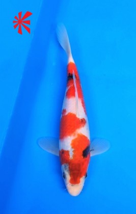 Ref TA029 Showa Ref TA029 Showa