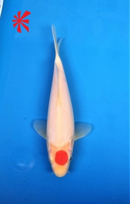 Ref TA030 Tancho Kohaku Ref TA030 Tancho Kohaku
