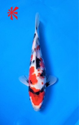 Ref TA031 Showa Ref TA031 Showa