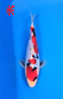 Ref TA032 Doitsu Sanke Ref TA032 Doitsu Sanke