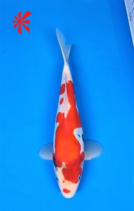 Ref TA035 Doitsu Showa Ref TA035 Doitsu Showa