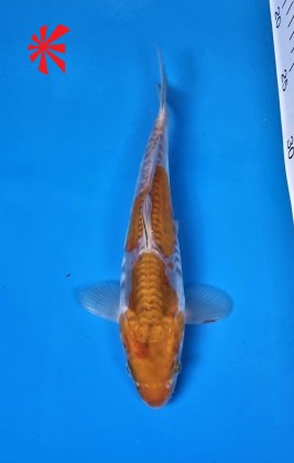 Ref TA036 Doitsu Ochiba Ref TA036 Doitsu Ochiba