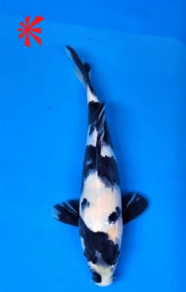 Ref TA037 Shiro Utsuri Ref TA037 Shiro Utsuri