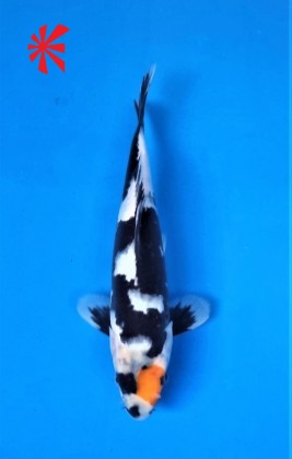 Ref TA039 Tancho Showa Ref TA039 Tancho Showa