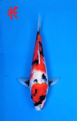 Ref TA040 Hi-Showa Ref TA040 Hi-Showa