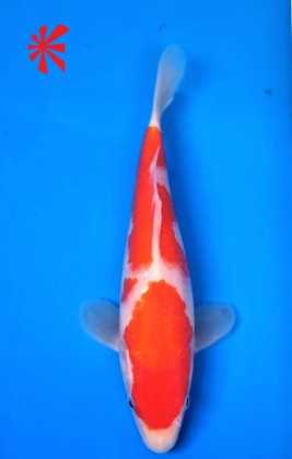 Ref TA041 Kin Gin-rin Kohaku Ref TA041 Kin Gin-rin Kohaku