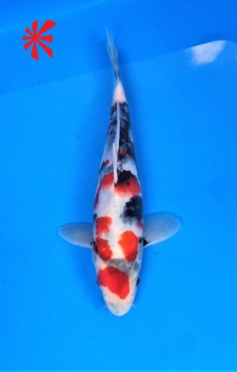 Ref TA043 Maruten Showa Ref TA043 Maruten Showa