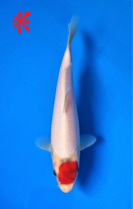 Ref TA044 Tancho Goromo Ref TA044 Tancho Goromo