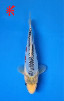 Ref TA045 Shusui Ref TA045 Shusui