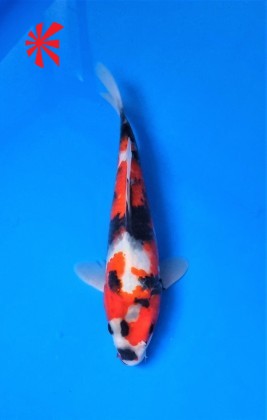 Ref TA047 Hi Showa Ref TA047 Hi Showa