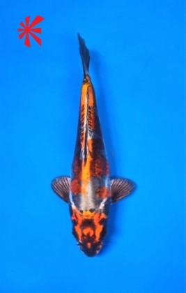 Ref TA048 Kikokuryu Ref TA048 Kikokuryu