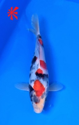 Ref TA049 Showa Ref TA049 Showa