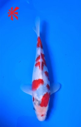 Ref TA051 Showa Ref TA051 Showa